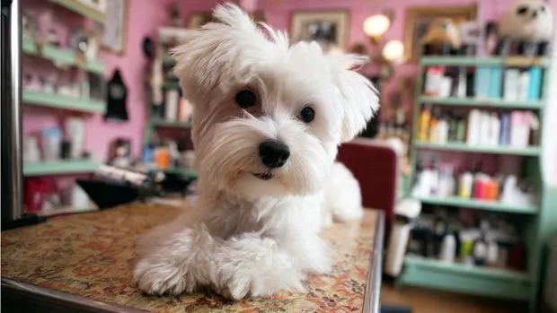 Dalila’s Pet Grooming