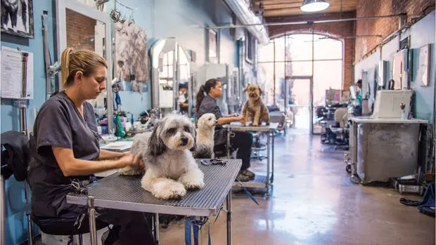 Dashing Dog – Lakeview