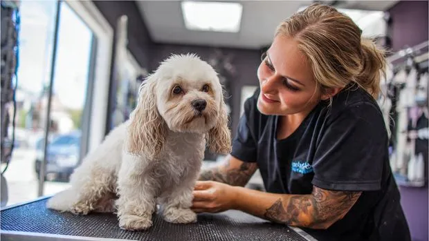 Gaby's Grooming Mobile Dog Services 