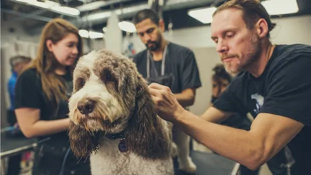 Happy Pup Spa - Las 5 Mejores Peluquerías Caninas en Atlanta Georgia 