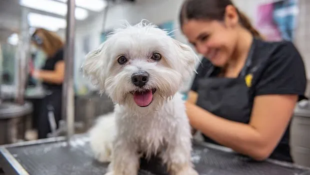 Kool & Kute Pet Boutique