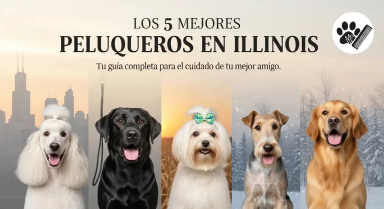 Las 5 Mejores Peluquerías Caninas en Chicago