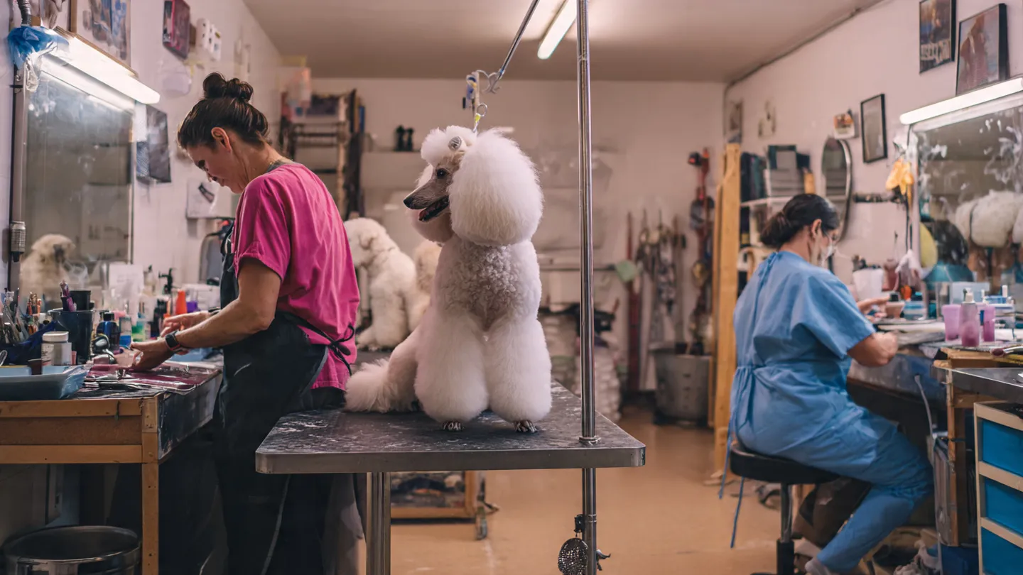 Lovedog - Las 5 Mejores Peluquerías Caninas en Atlanta Georgia 