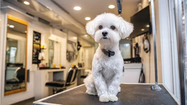 Lucia Lucero Pet Groomer