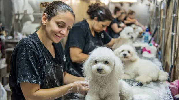 . Pelukiadogs Estética Canina