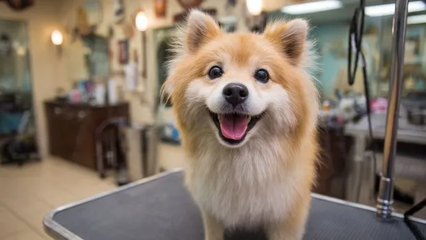 Snoot Club Pet Grooming 