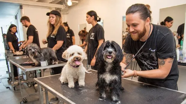 Tito's Dog Grooming Miami