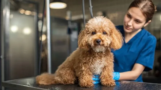 USA Pet Grooming Salon 