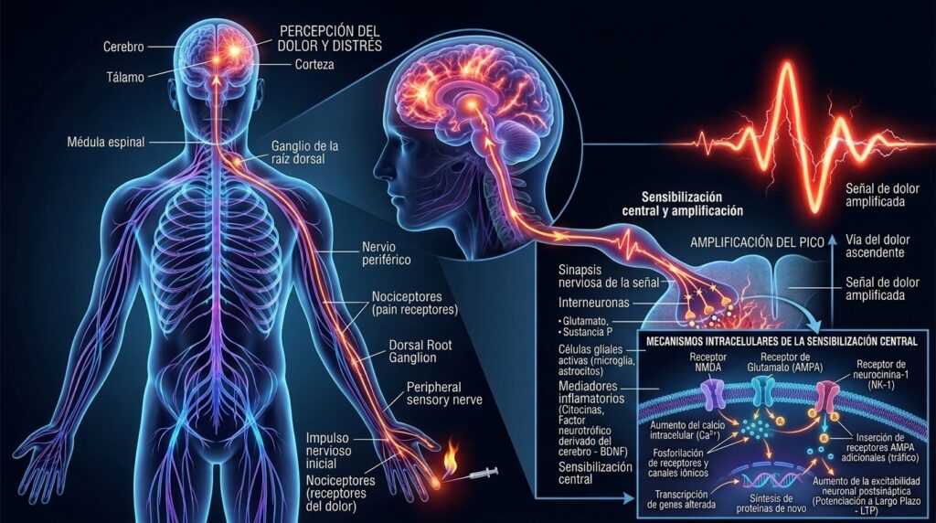 Ilustración médica del sistema nervioso mostrando la amplificación de señales dolorosas.